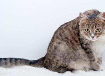 قوانین حمل حیوانات خانگی برای سفرهای هوایی قوانین حمل حیوانات خانگی برای سفرهای هوایی